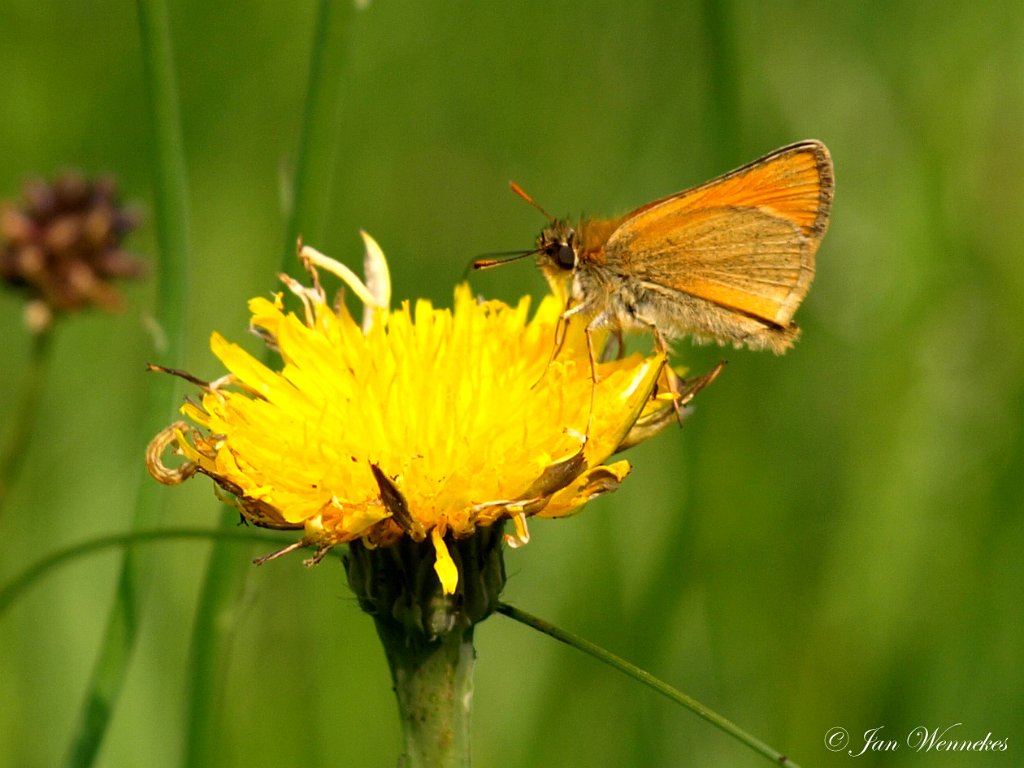 Geelsprietdikkopje  Thymelicus sylvestris.jpg - Vakantie Beddelhausen 26062010 - 03072010